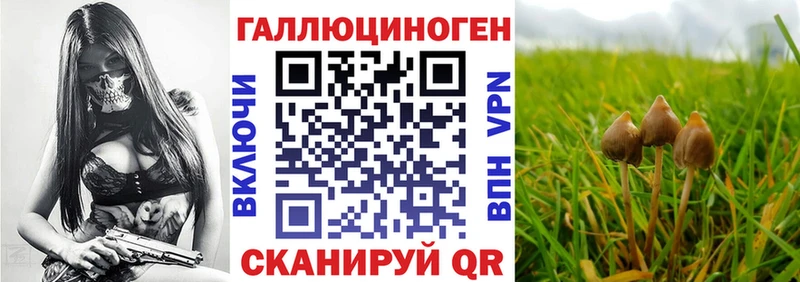 купить   Кирово-Чепецк  Псилоцибиновые грибы мицелий 